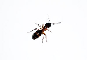 Control de hormigas
